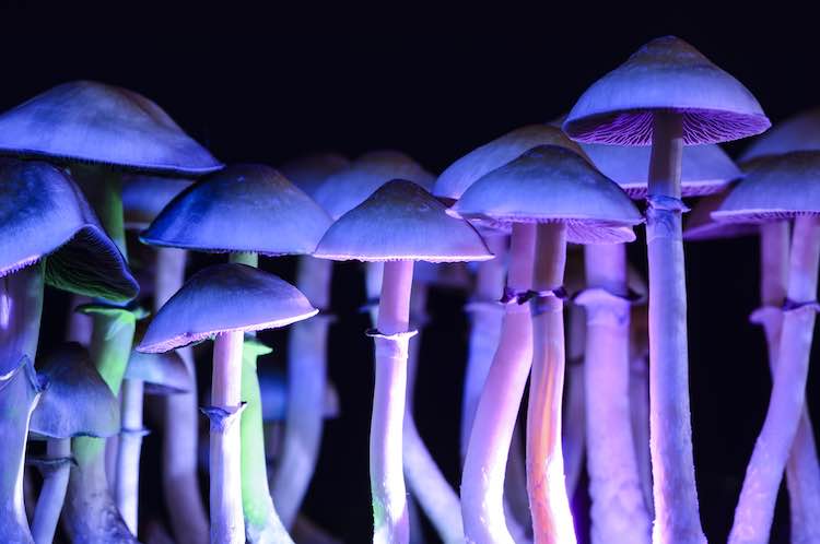 hallucinogens_mushrooms